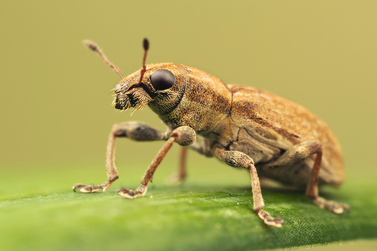 Weevil - Sitona sp. 1